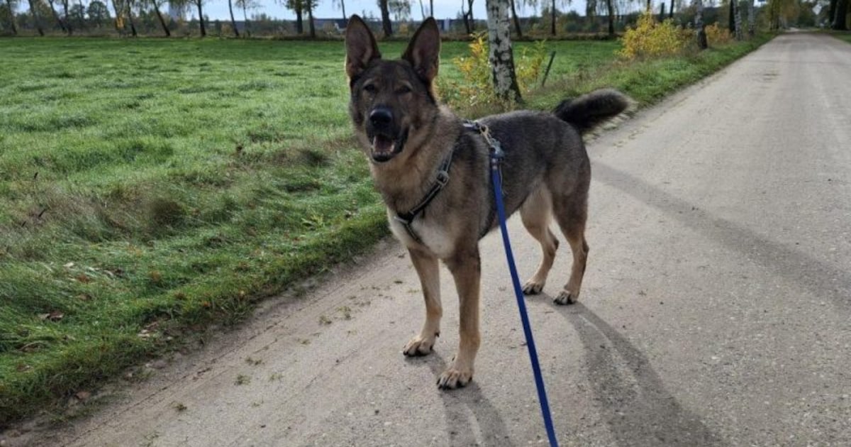 Baasje gezocht: Duitse herder Rizza is gevoelig en aanhankelijk