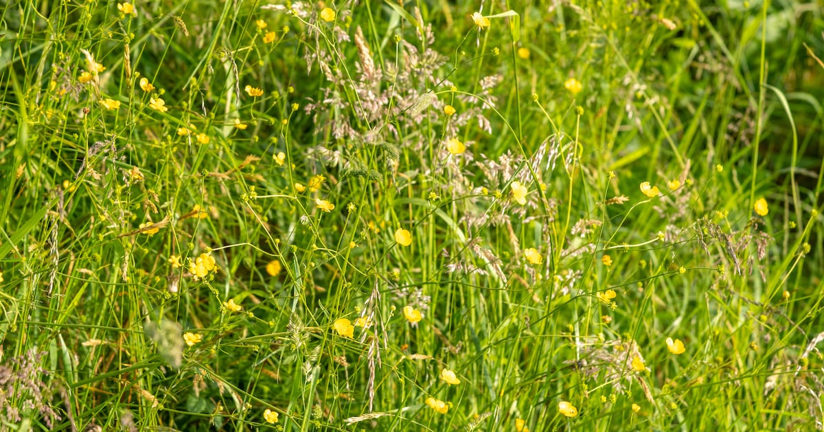 Gemeente Nieuwkoop steunt biodiversiteit met 'Maai Mei Niet'