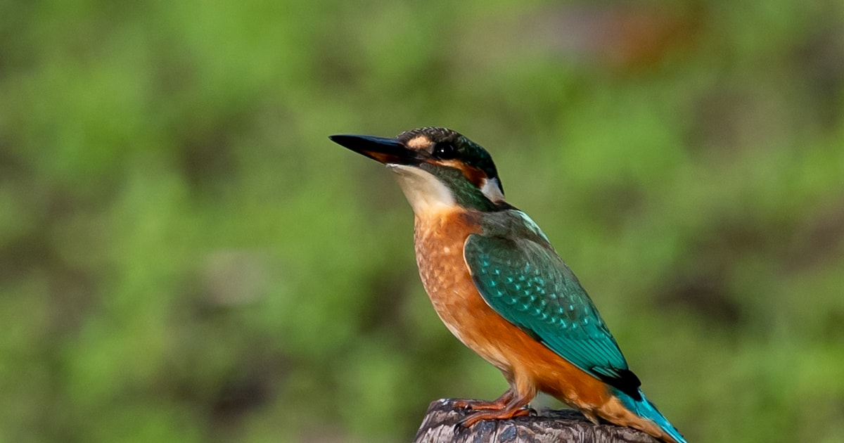 Vogels spotten in Angerense waard