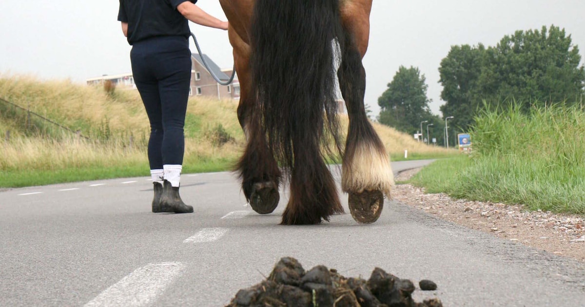 Lezers verdeeld over oplossing voor paardenpoep in Nissewaard