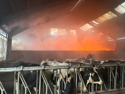 Tien kalveren dood door stalbrand over de grens bij Ootmarsum