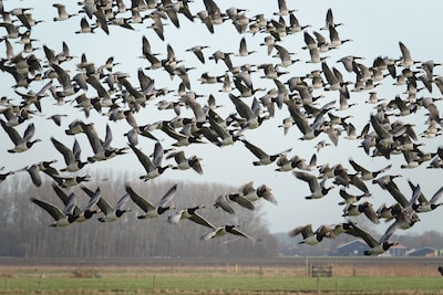 Gemeente Tilburg pakt ganzenoverlast aan: wandeling over het gedrag van ganzen en de aanpak