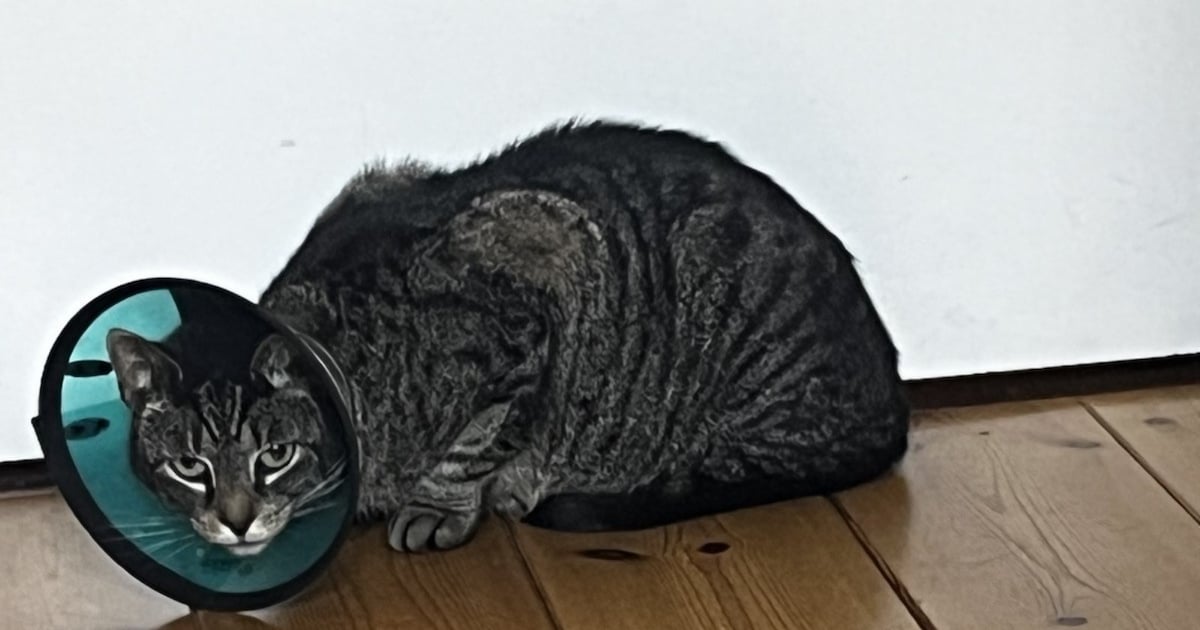 Heb jij Cello, Mac of Luna gezien? Deze vier huisdieren worden in Hillegom vermist