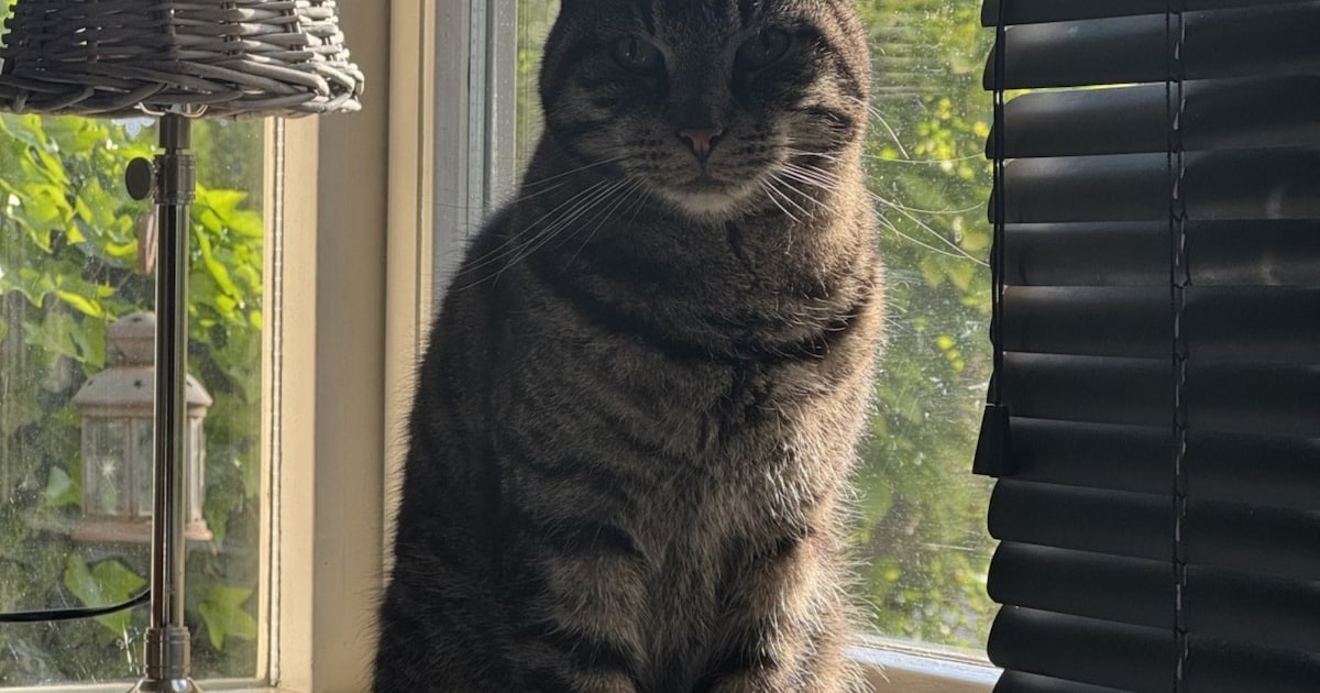 Heb jij Flinn gezien? Dit huisdier wordt in Purmerend vermist