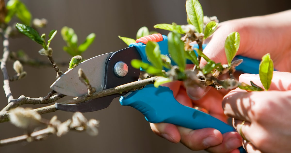 Ophalen tuintakken start maandag in De Ronde Venen: dit zijn de ophaaldagen per dorp