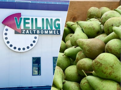Ruzie over 750.000 kilo peren eindigt bij de rechter