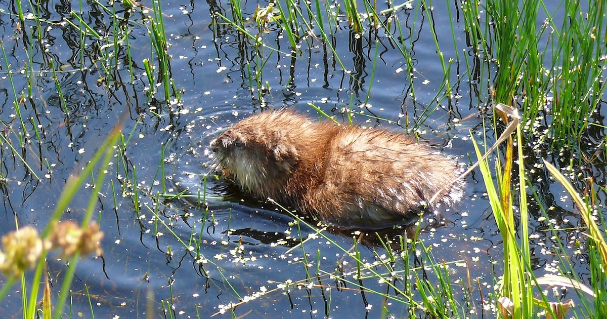 Waterschap vangt steeds minder muskusratten (en dat is een goed teken ...