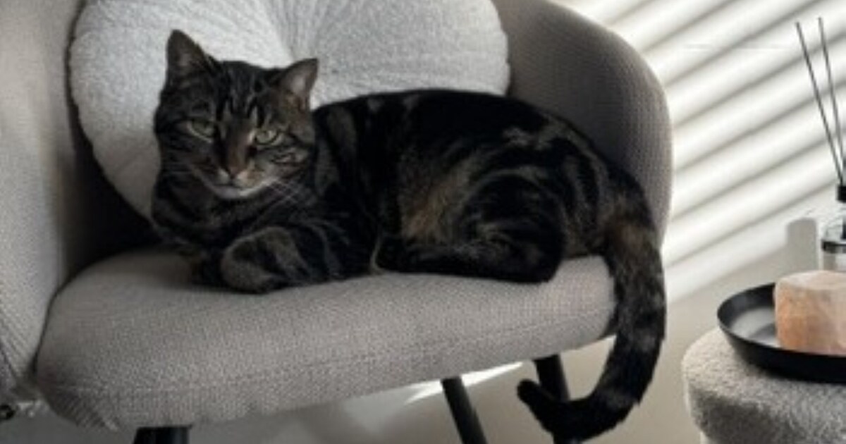 Heb jij Bella, Bobbi of Soekie gezien? Deze drie huisdieren worden in Renkum vermist