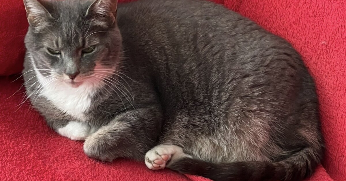 Heb jij Grijsje gezien? Dit huisdier wordt in Heemstede vermist