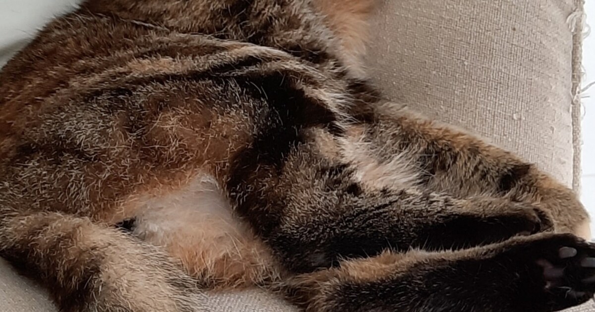 Heb jij Mr. Cooper, Nora of Katy gezien? Deze drie huisdieren worden in Oegstgeest vermist