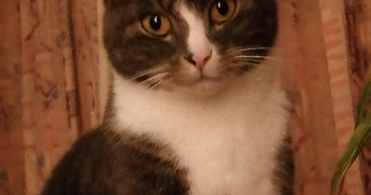 Heb jij Lio of Bowie gezien? Deze twee huisdieren worden in Wijk bij Duurstede vermist