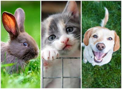 Het is bijna Dierendag in de  Hoeksche Waard: stuur je leukste foto in!