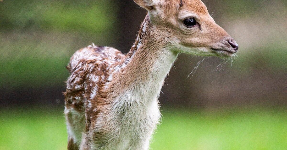 Kalfje geboren in hertenparkje Maasdam