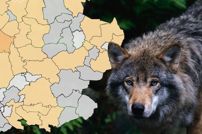 Image related to the article