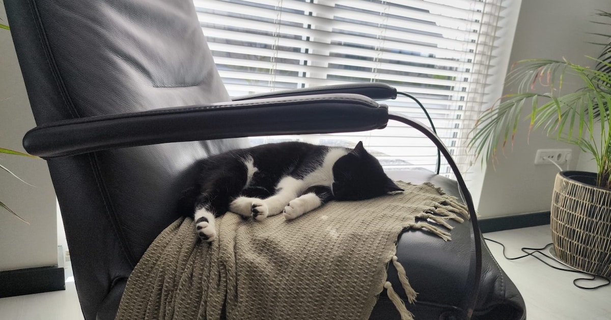 Heb jij Storm of Rocky gezien? Deze twee huisdieren worden in Sluis vermist