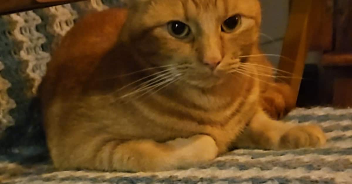 Heb jij Otje gezien? Dit huisdier wordt in Pijnacker-Nootdorp vermist