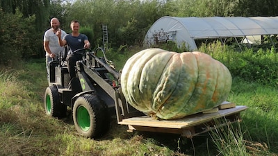 Iwan uit Leerdam kweekt wéér een reuzenpompoen, nu van 721 kilo: ‘Iedereen kan dit doen met goed zaad’