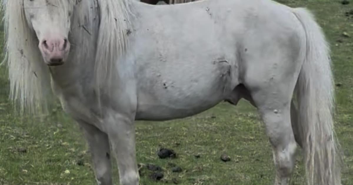 Heb jij Pony gezien? Dit huisdier wordt in Elburg vermist