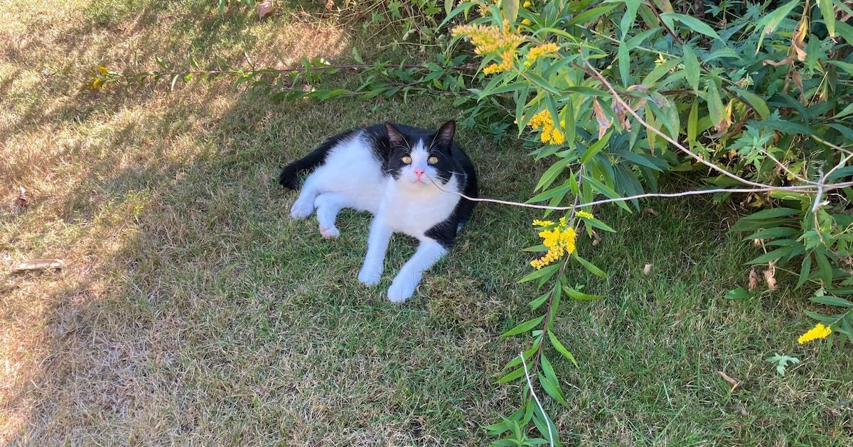 Heb jij Mylo of Kobus gezien? Deze twee huisdieren worden in Culemborg vermist