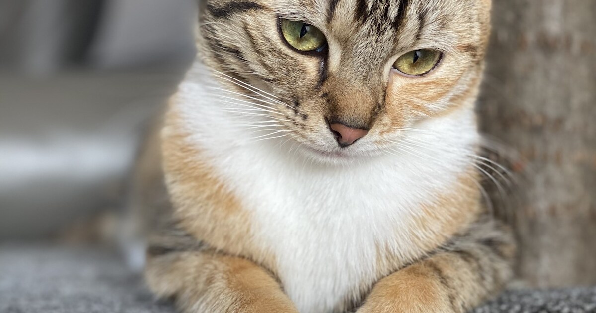 Heb jij Nayla gezien? Dit huisdier wordt in Venray vermist