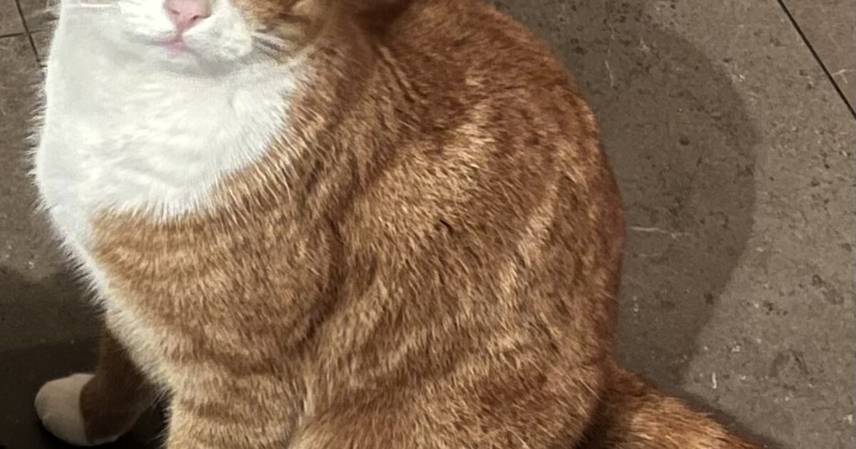 Heb jij Olle of Binkie gezien? Deze twee huisdieren worden in Bloemendaal vermist