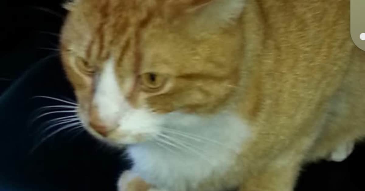 Heb jij Woody gezien? Dit huisdier wordt in Zuidplas vermist