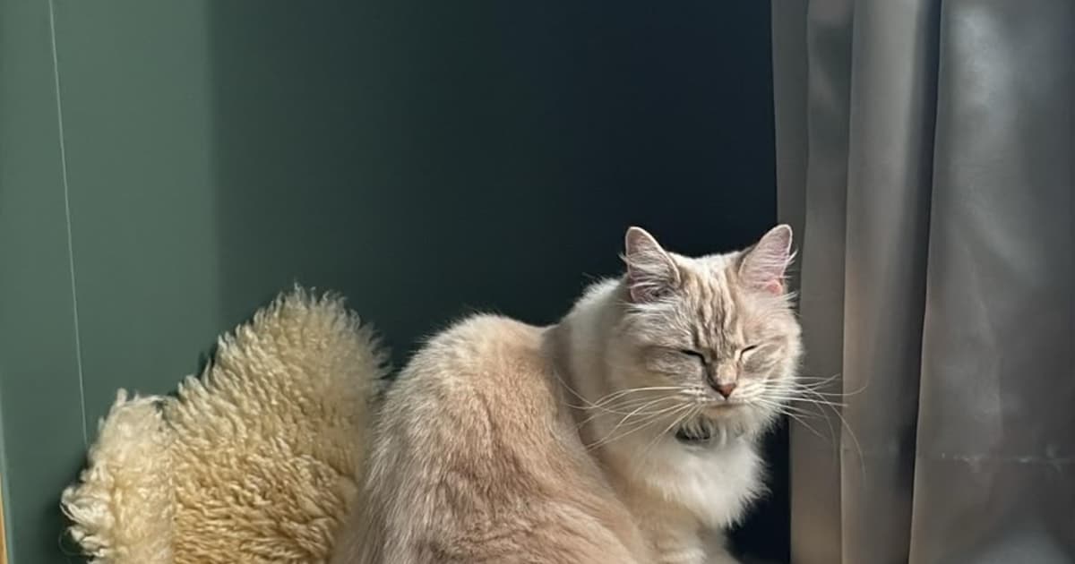 Heb jij Spooky of Bibi gezien? Deze twee huisdieren worden in Katwijk vermist