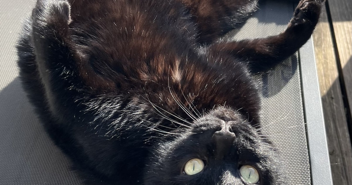 Heb jij Billy gezien? Dit huisdier wordt in Horst aan de Maas vermist