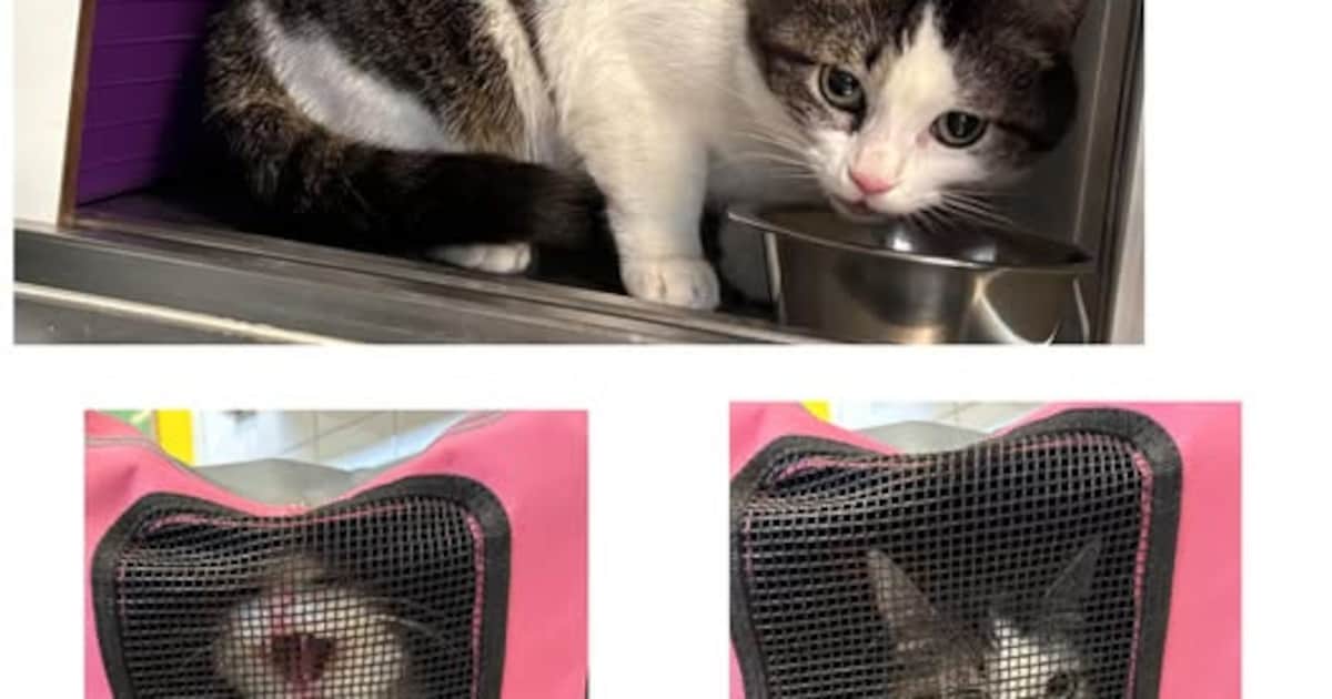 Dierenopvangcentrum Vlaardingen op zoek naar eigenaar gedumpte poes