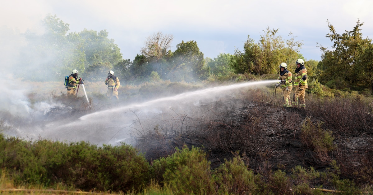 Heidebrand in natuurgebied Ter Horst in Beilen