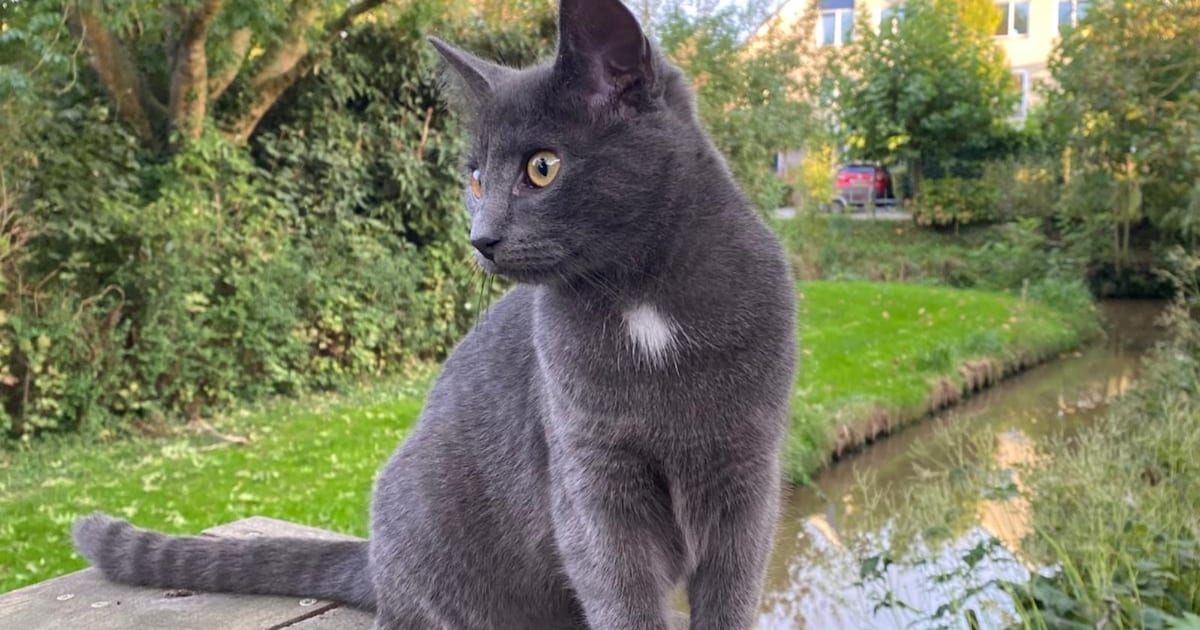 Heb jij Mila, Bhuli of Brownie gezien? Deze vier huisdieren worden in Nieuwkoop vermist