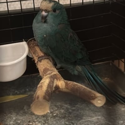 Heb jij Pita gezien? Dit huisdier wordt in Doetinchem vermist