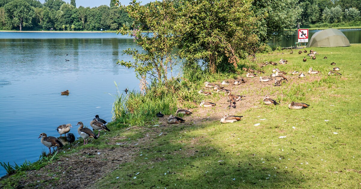 Fraaie nijlgans poept hele Delftse Hout onder maar wegjagen heeft geen zin