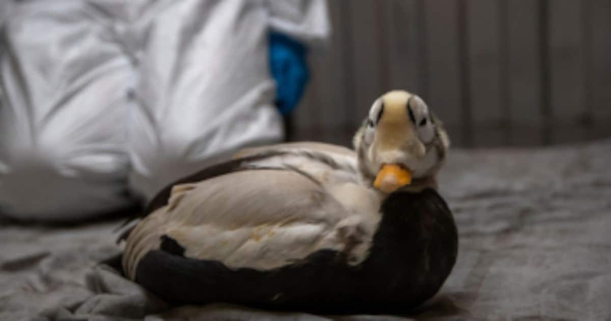 Brileider ‘Brillie’ toont meer activiteit en eetlust bij Ecomare op Texel