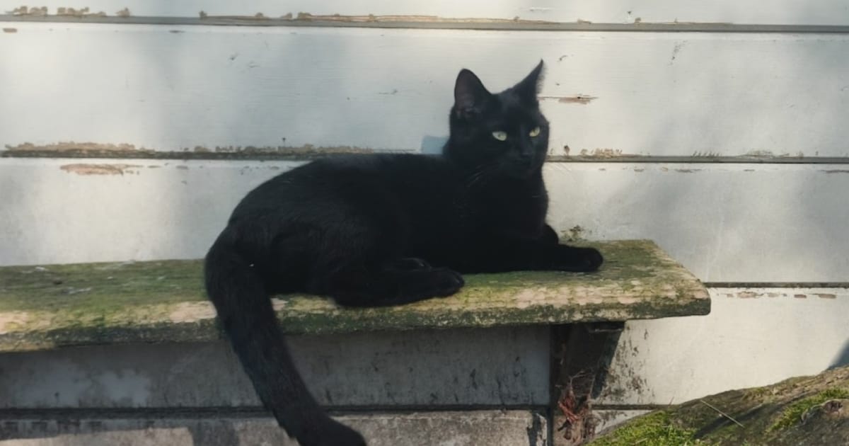 Heb jij Japie, Tito of Diesel gezien? Deze 11 huisdieren worden in Haarlemmermeer vermist