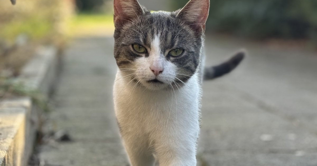Heb jij Liv of Eleanor gezien? Deze twee huisdieren worden in Nijkerk vermist