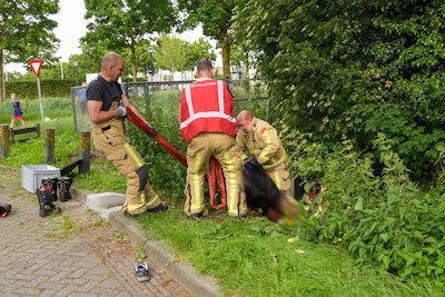 Image related to the article