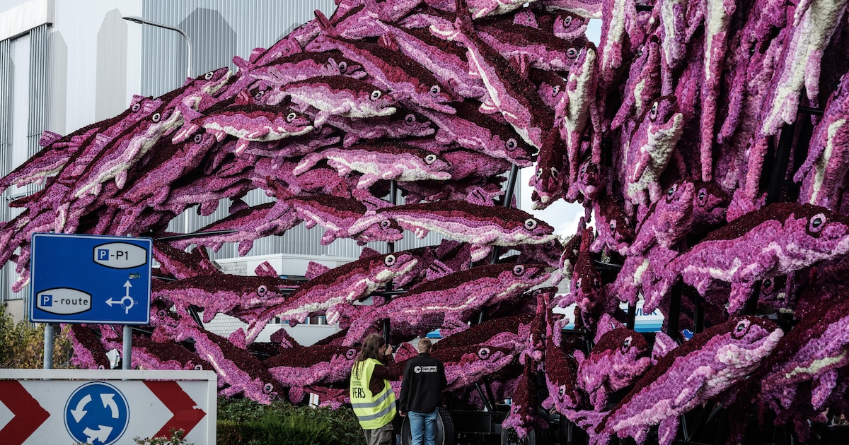 Bloemencorso Winkel 27 september van start met honderden vrijwilligers en duizenden dahlia’s