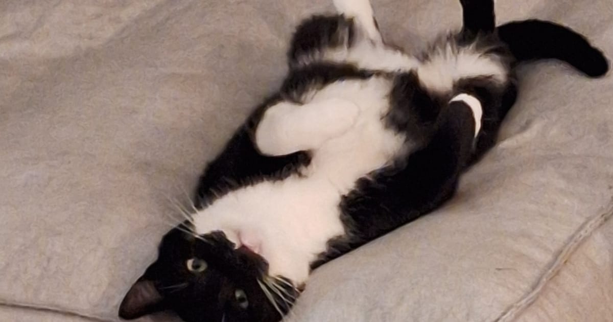 Heb jij Oscar of Murmel gezien? Deze twee huisdieren worden in Hardenberg vermist