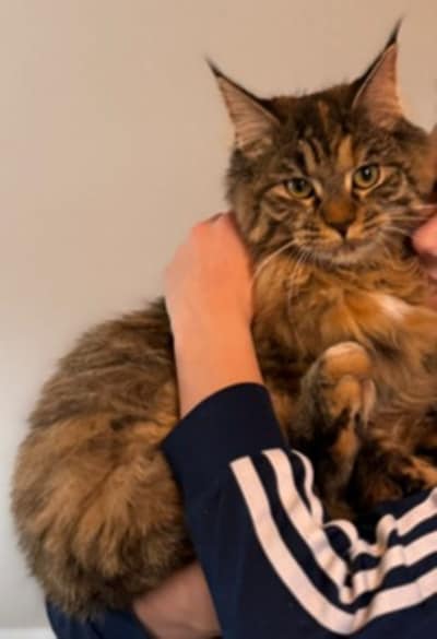 Heb jij Orion, Bella of Pim gezien? Deze zes huisdieren worden in Ede vermist