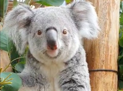 Eerste koala ooit geboren in Nederland, maar het jonge dier zit nog even verstopt