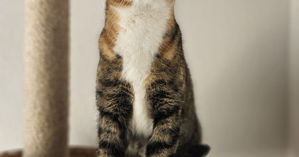 Heb jij Puck of Feun gezien? Deze twee huisdieren worden in Landgraaf vermist