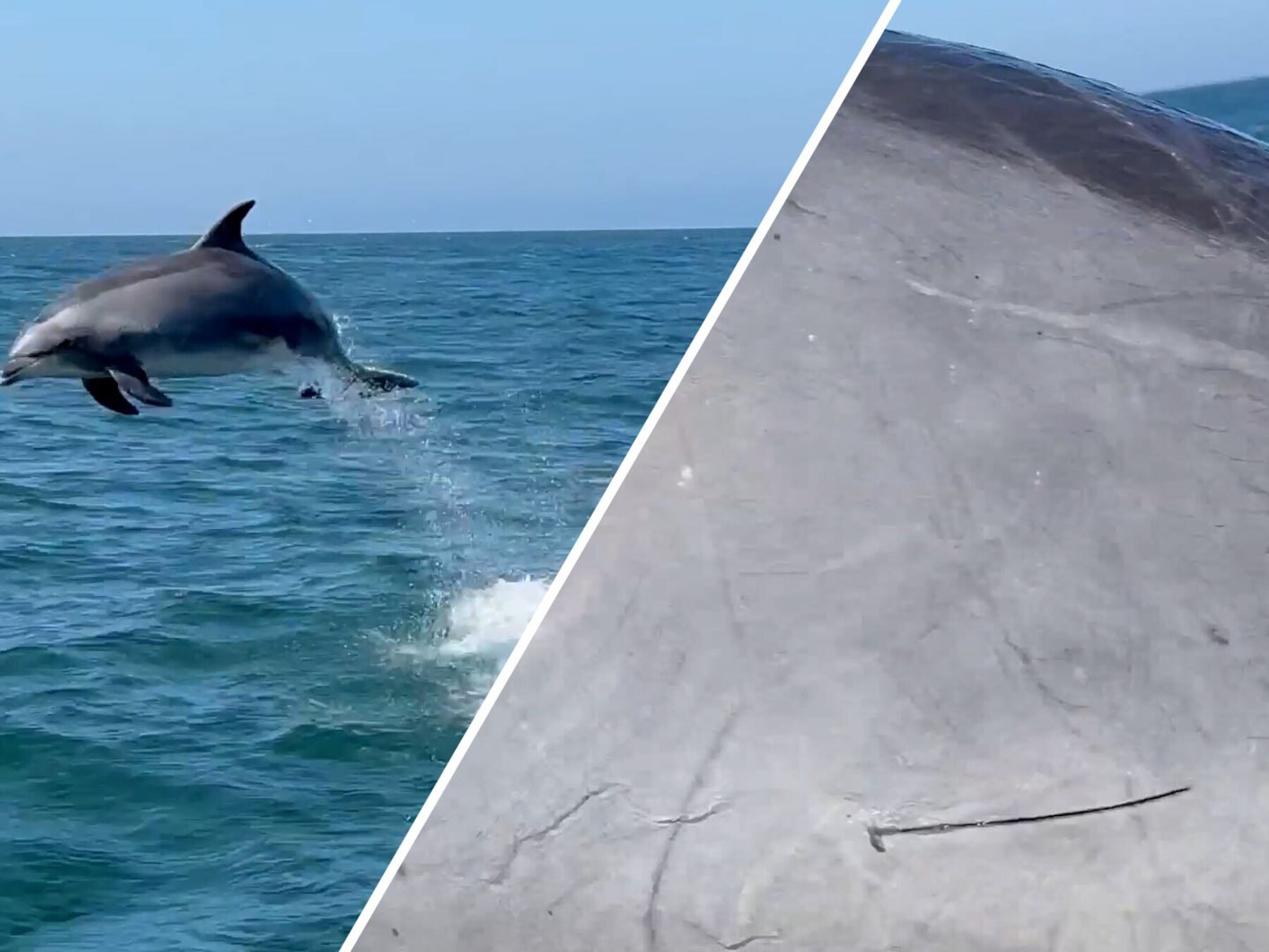 Dolfijn verrast toeristen in Californië en springt bijna in boot