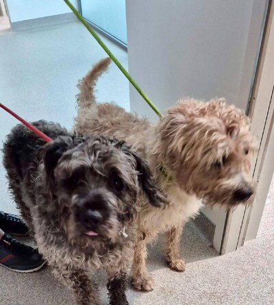 Twee honden ‘in onverzorgde toestand’ gedumpt in Zuiderpark in Rotterdam