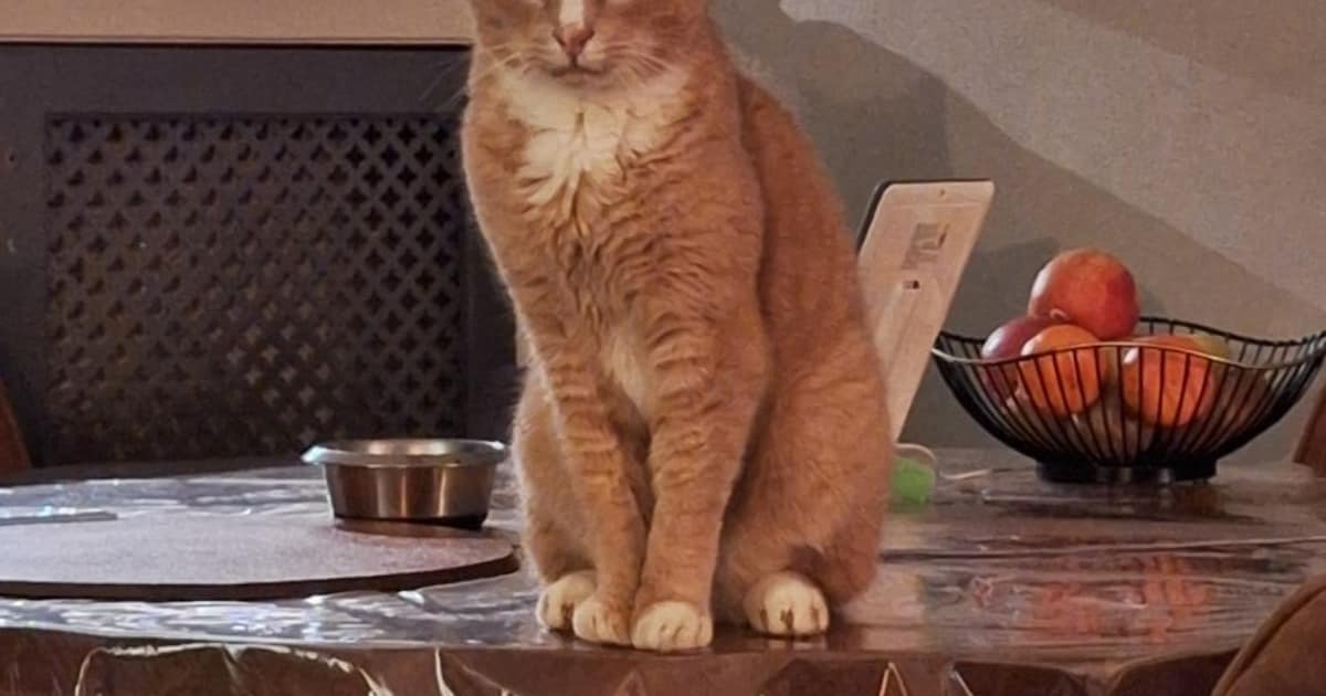 Heb jij Tippie of Binky gezien? Deze twee huisdieren worden in Oldebroek vermist