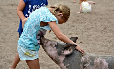 Een kijkje in de stal: deze varkensboerderij vlak bij Eindhoven zet de deuren open