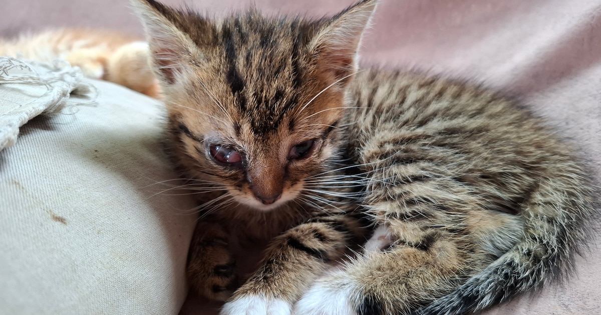 Inspectiedienst grijpt in: zieke kittens weggehaald uit woning vol vuilnis, vliegen en bedorven vlee