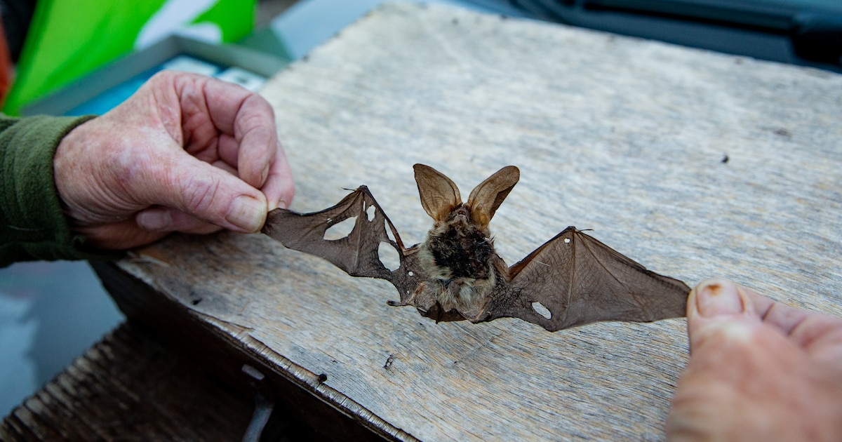 Gemeente Groningen doet onderzoek naar vogels en vleermuizen