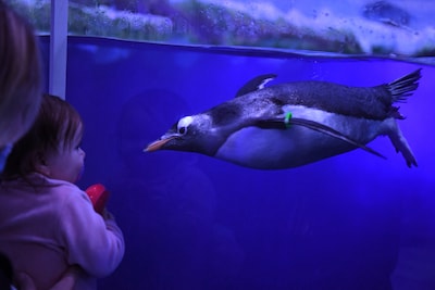 Dierenactivisten krijgen hun zin: groter verblijf voor pinguïns in Londen