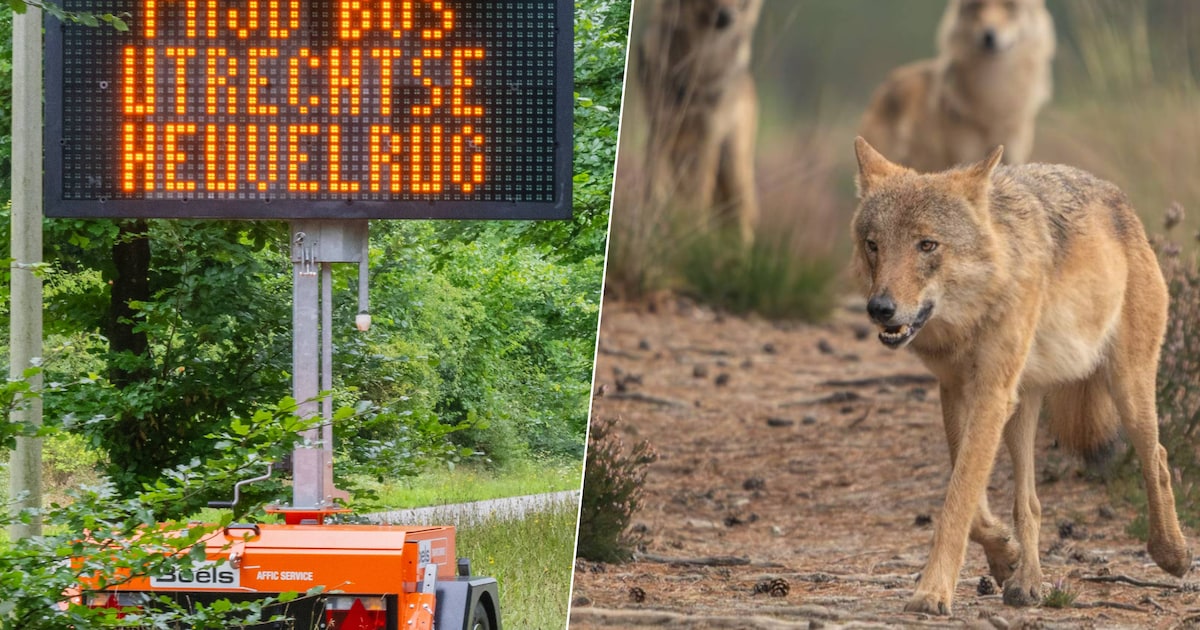 Nieuwe regels rond afschieten en verjagen van de wolf zijn ‘paniekbeleid’, vindt Partij voor de Dier